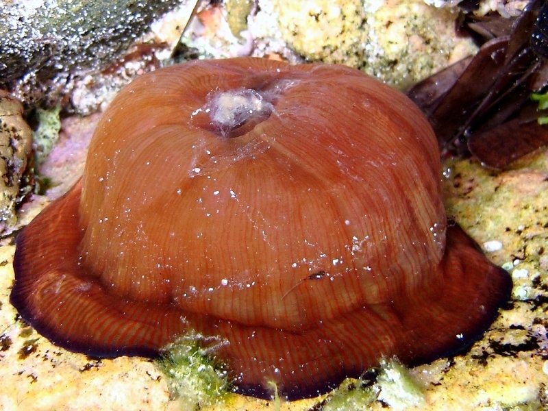 Actinia striata o Actinia schmidti (ex-A.equina)?